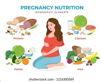 Pregnancy nutrition infographic elements in flat Vector Image