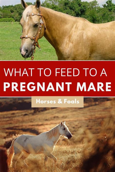 Pregnancy photos london ontario, diet for pregnant mares 810, pregnancy …