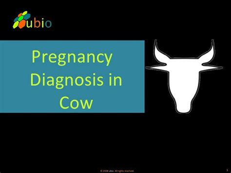 Pregnancy test in cow - SlideShare