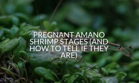 Pregnant Amano Shrimp Stages (And How To Tell If They Are)