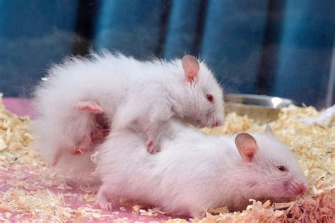 Pregnant Hamsters: How long are hamsters pregnant? - The Hamster …