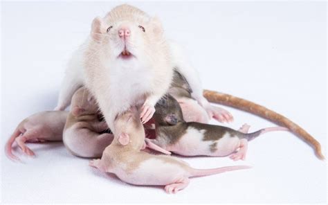 Pregnant Rat Care (Including Diet, Birthing & More)