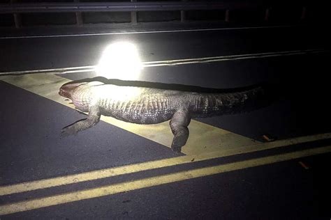 Pregnant woman dies after truck hits alligator
