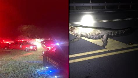 Pregnant woman dies after truck hits alligator north of Corpus Christi, authorities say