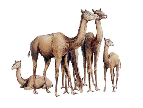 Prehistoric camel. Least Concern Extinct. Current Population Trend: Unknown. The ancient camel question is: One hump or two? Arabian camels, also known as dromedaries, have only one hump, but they employ it to great ... 