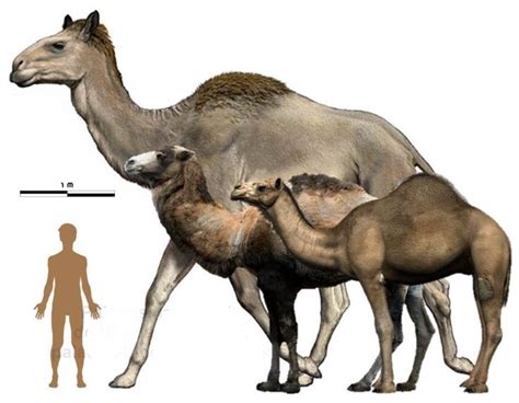 Prehistoric camels. Mar 25, 2022 · By Mischa Dijkstra, Frontiers science writer This is the first report of fossils of a species of giant camel, Camelus knoblochi, from today’s Mongolia. The author show that the species’ last refuge in the world was in Mongolia until 27,000 years ago. There, they coexisted with archaic humans and the much smaller wild Bactrian camel 