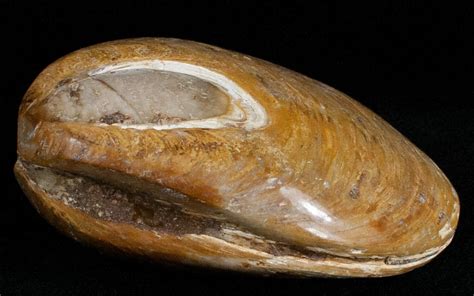 Known as Cymatioa cooki, the clam had only ever been found as a fossil, and scientists presumed that the species had been extinct for more than 40,000 years.. 