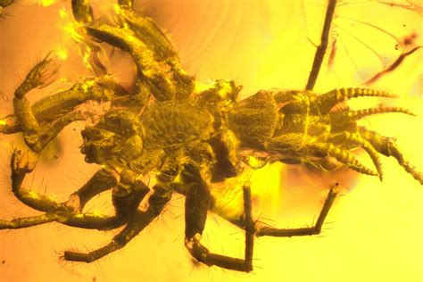 The 99-million-year-old frogs come from the same amber deposits in no