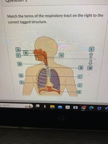 Prelab 24 Flashcards Quizlet