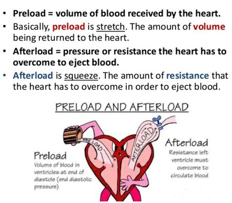 Preload vs afterload. Things To Know About Preload vs afterload. 