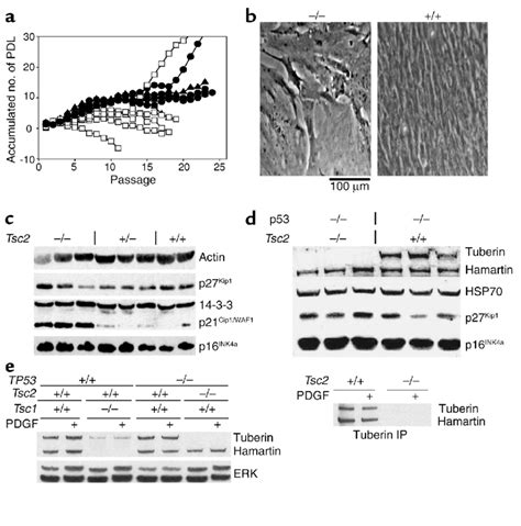 Premature senescence of Tsc2-/-MEF cultures. (a) Growth curves of ...