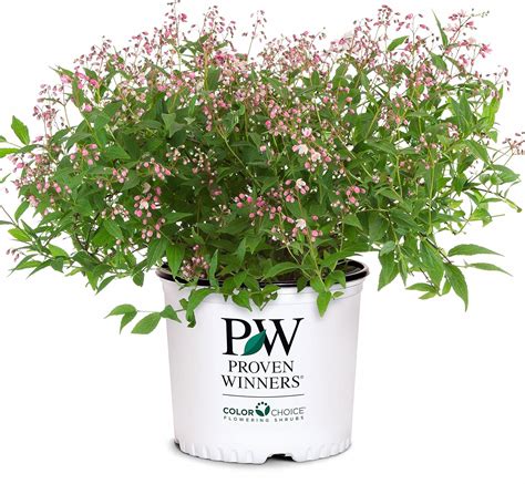 Premier Plant Solutions 20264 Proven Winners Deutzia Yuki Cherry ...