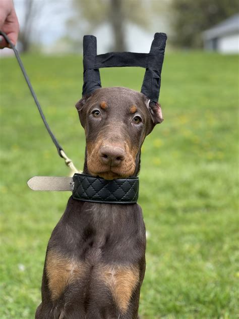 Red Rock Dobermans is a premier pet quality AKC Doberman breeder located in Las Vegas. We breed for excellent temperament and health. We love our dobermans and treat them as members of our family..
