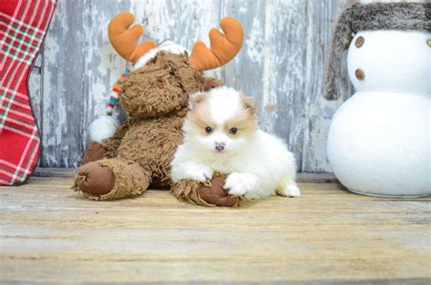 Premier pups ohio. .  ...