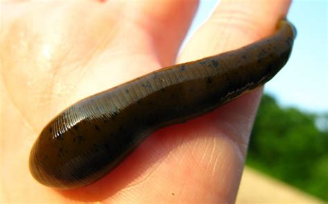 Premium leeches. Things To Know About Premium leeches. 