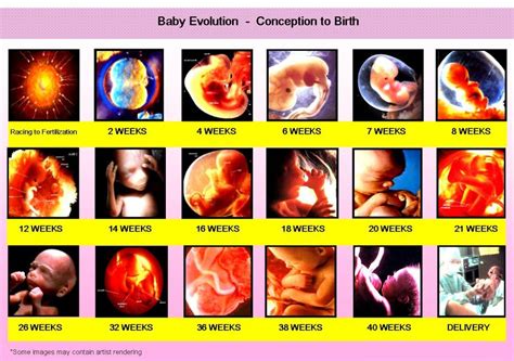 Prenatal Development Human Development From Conception To Birth