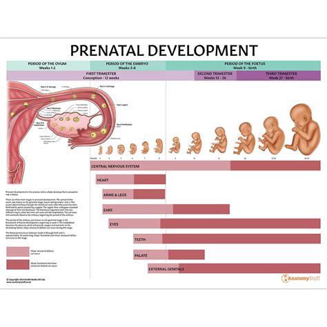 Prenatal Development Laminated Anatomical Chart Prenatal development
