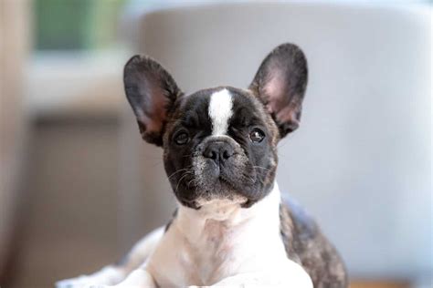 Preparing for your French Bulldog puppy Here is the list of things you must have before your puppy comes home: The food that I start my puppies on occasionally changes as I search for the very best products