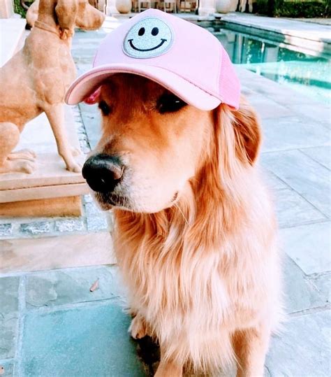 Preppy pups. Preppy Pups. Closed today. 18 reviews (414) 545-2200. Website. More. Directions Advertisement. 8302 W Lincoln Ave Milwaukee, WI 53219 Closed today. Hours. Sun 11:00 ... 