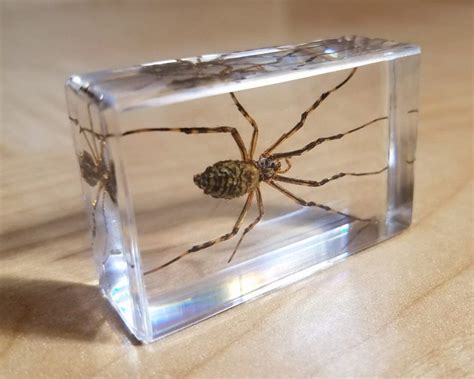 spiders preserved (in denatured alcohol at least) weigh more than live spiders. To illustrate the potential usefulness of comparing different habitats in terms of pre? served weight, data on the spiders taken from the trunks of pitch pine and scarlet oak are compared. Species of ten families contribute?99% in numbers of spiders on these tree. 