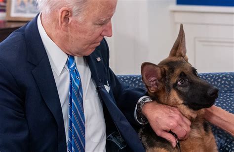 President Biden's dog keeps biting people