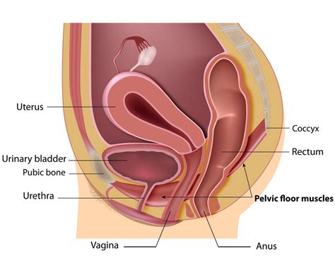 Pressure in uterus when peeing