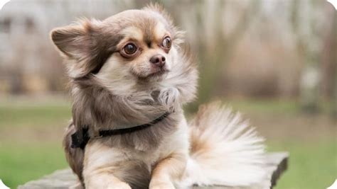 Breeder of home-raised AKC pet & show quality longcoat Chihuahuas. 