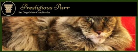 Prestigious Purr. June 19, 2018 · Two of Leo’s males are back up for reservation! Ulysses who is a black silver mackerel poly paw and will look just like his .... 