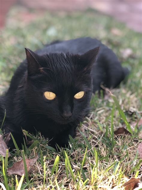 🍑 +18 Preta Gata Onlyfans Leak