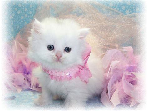 Pretty Pink Cat Onlyfans Leak