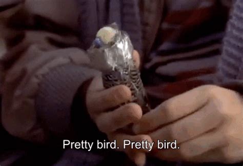 Lloyd Christmas : Petey. Harry Dunne : Petey? You sold my dead bird to a blind kid? Lloyd! Petey didn't even have a head! Lloyd Christmas : Harry, I took care of it... [cuts to shot of Billy's hands stroking the stiff bird with it's head wrapped in scotch tape] Billy : Pretty bird. Yes, can you say pretty bird?. 