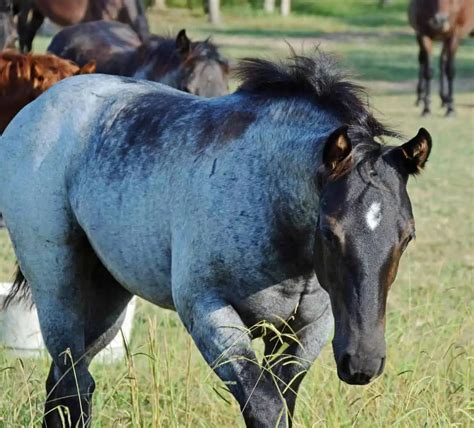 Pretty blue roan horse. This shade occurs in the early stage of the greying process and when a horse has a dark base color coat such as black or dark bay. 2. Rose Grey. A Rose Grey coat has a reddish tint. This shade occurs in the early stage of the greying process and when a horse has a red (chestnut) or light bay base color coat. 3. 
