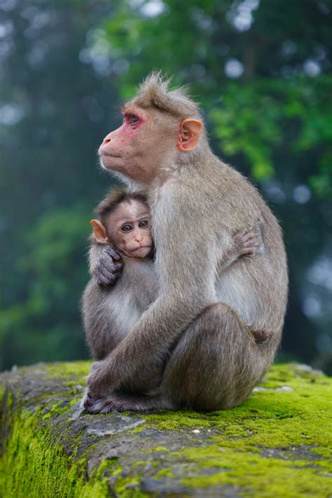 Pretty girl fucking monkey. .  ...