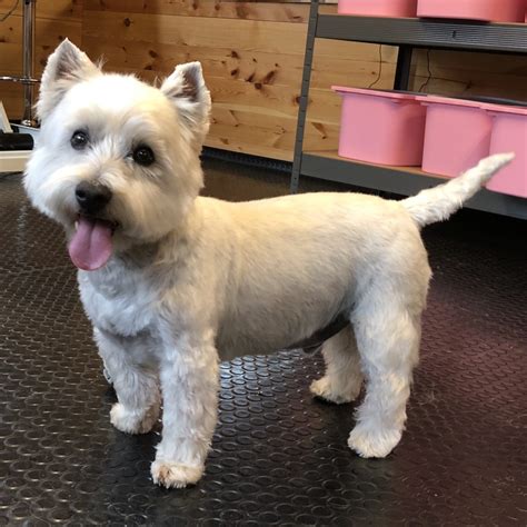 Pretty grooming. Dog Gone Pretty, Mountain Home, Arkansas. 350 likes · 1 talking about this · 66 were here. All Breed Dog - Cat Grooming If we groom your dog, we will board your dog! Daily & Nightly Boarding 