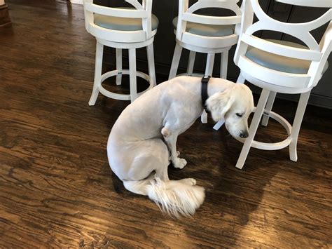 Pretty paws longview tx. Pretty Paws Grooming and Boarding, Carthage, Texas. 568 likes · 1 talking about this. Particular. Professional. Passionate about pets. Over 27 years... 