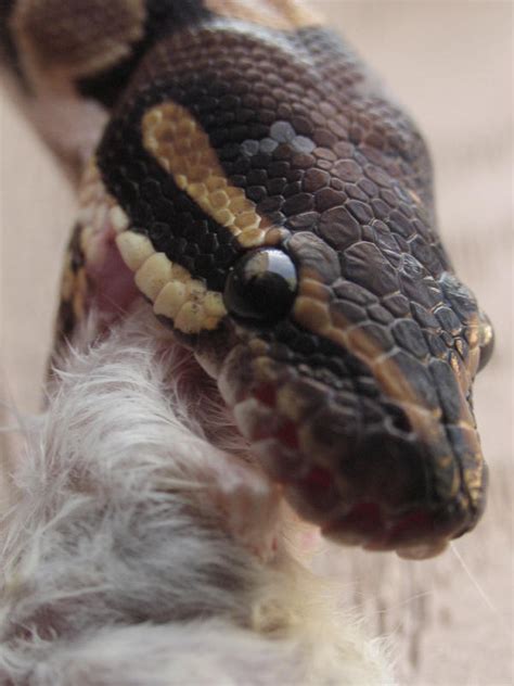 Prettypython Leaks +18 💋