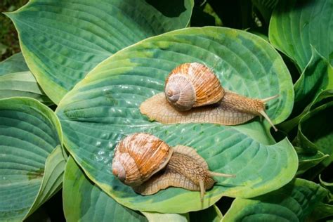 Prevent Slugs and Snails from Feasting on your Hostas