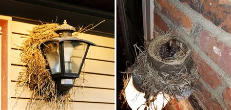 Preventing Robins How to Stop Nest Building