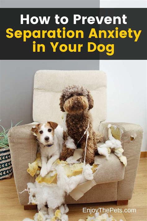 Preventing Separation Anxiety in Your Pets