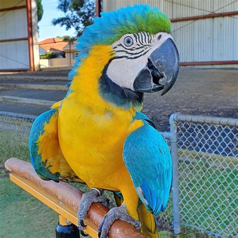 Price Of A Macaw