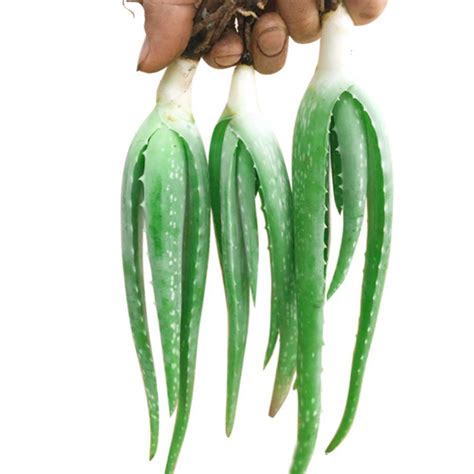Price Of Aloe Vera Seeds