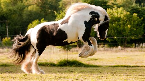 Price Of Gypsy Horse