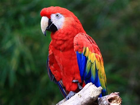 Price Of Scarlet Macaw
