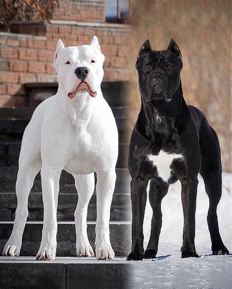 Price dogo argentino dog. Things To Know About Price dogo argentino dog. 
