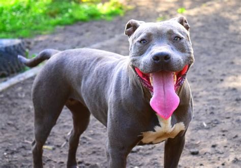 Probably the Blue-Nose Pitbull. This is usually a dilute