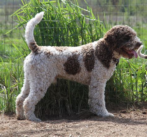 Price of lagotto romagnolo. Puppy Purchase Price: The cost of a Lagotto Romagnolo puppy from a reputable breeder can range from $3,500 to $10,000, depending on the breeder's … 
