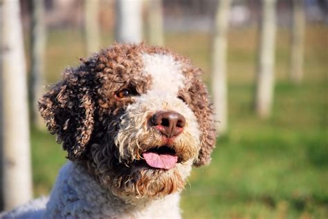 It is known to be rare if a Lagotto has a pure, dark brown coat. Black colouring in a Lagotto is known to be a fault. Males grow to be around 43-48 cm (17-17 in) in height and can weigh up to 13-16 kg. Females are smaller as they grow to be around 41-46 cm (16-18 in) and can weigh from 11-14 kg. . Price of lagotto romagnolo