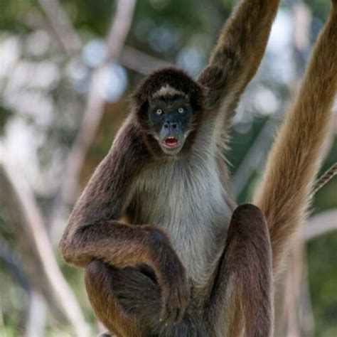 Price of spider monkey. The male Spider Monkey has a body length of 38 – 48 centimetres, a tail length of 63 – 82 centimetres and weighs around 9 – 10 kilograms. The female Spider Monkey has a body length of 42 – 57 centimetres, a tail length of 75 – 92 centimetres and weighs 6 – 8 kilograms. Males and females look very similar. 
