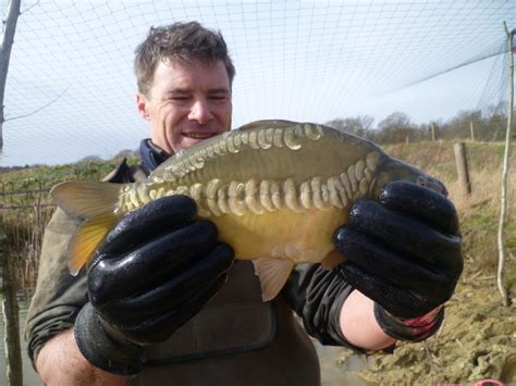 Prices For Carp For Sale in The UK, Carp Suppliers UK