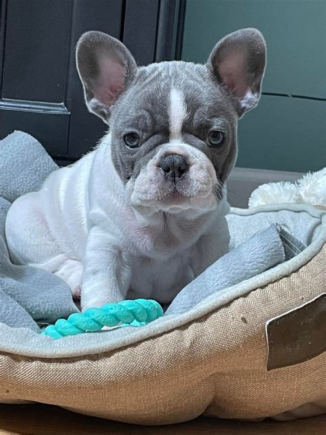 Pricing and Guarantee Sharing our love of French Bulldogs! Sharing our love of French Bulldogs! About Us Doing our part to better the breed! Doing our part to better the breed! At Eden Frenchies, we don